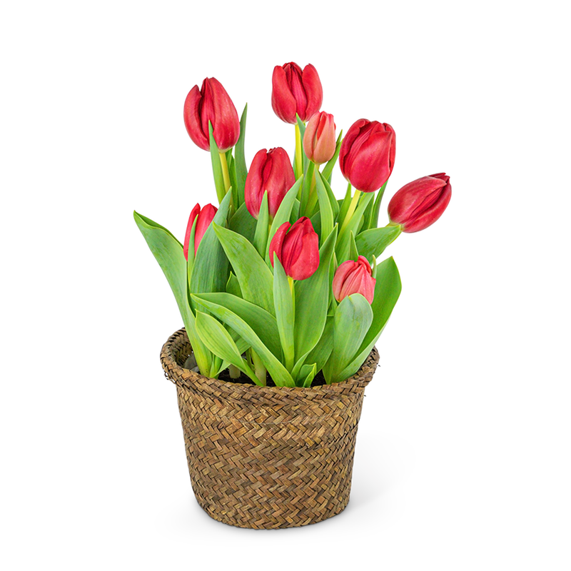 Potted Tulip Plant
