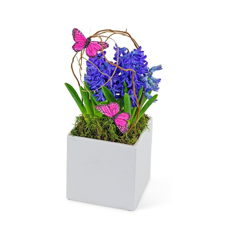 Hyacinth Plant