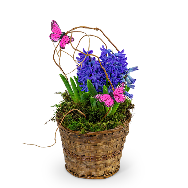 Hyacinth Plant in Basket