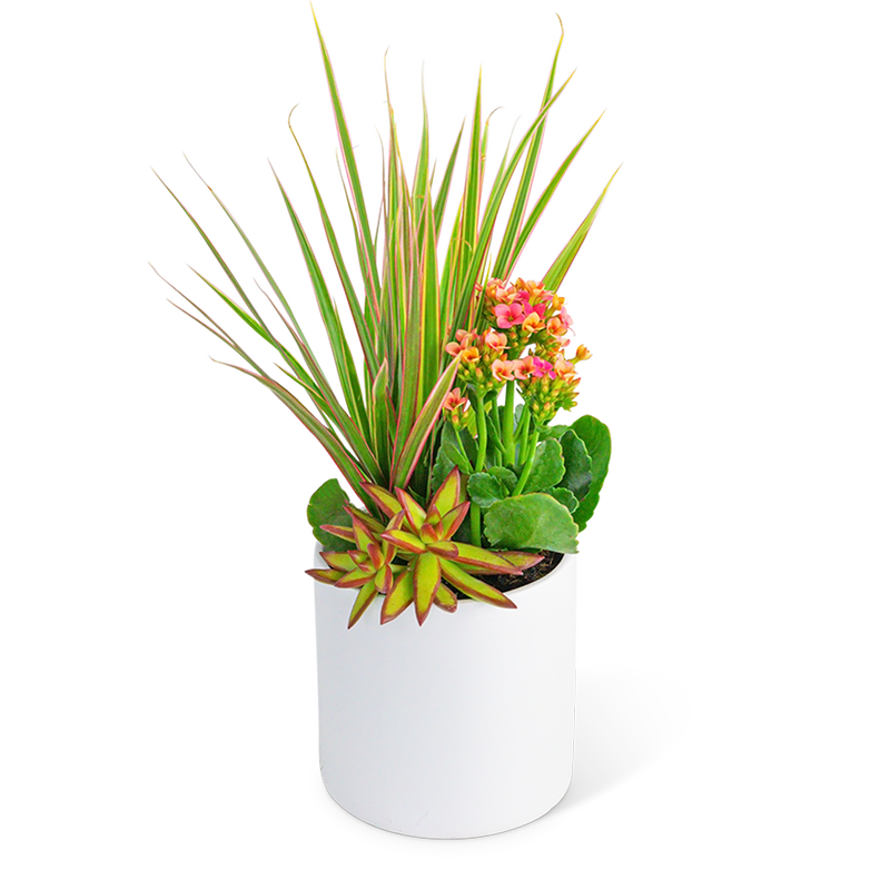 In Bloom Trio