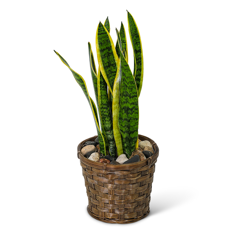 Sansevieria Plant in Basket