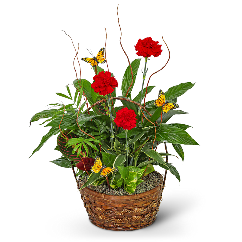 Red Blooms and Butterflies Dish Garden