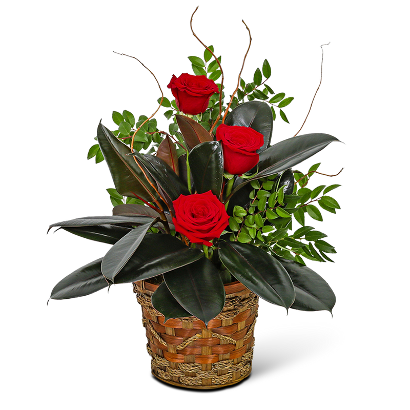 Rubber Tree Plant with Red Roses