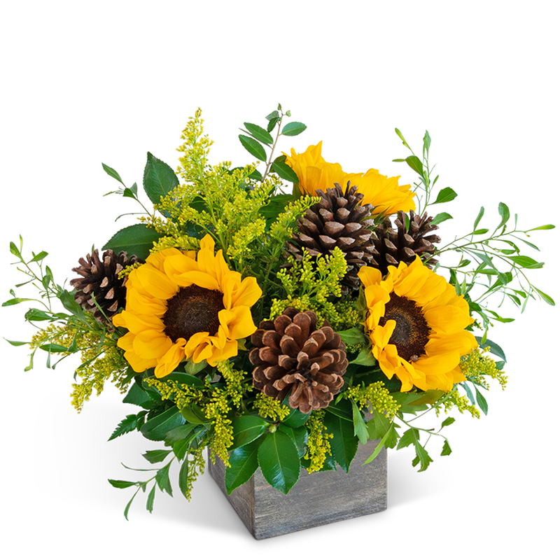 Harvest Sunburst Beauty