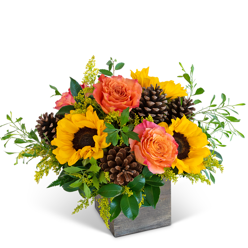 Harvest Sunburst Harmony