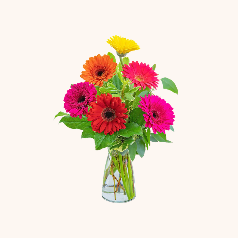 Gleeful Gerbera