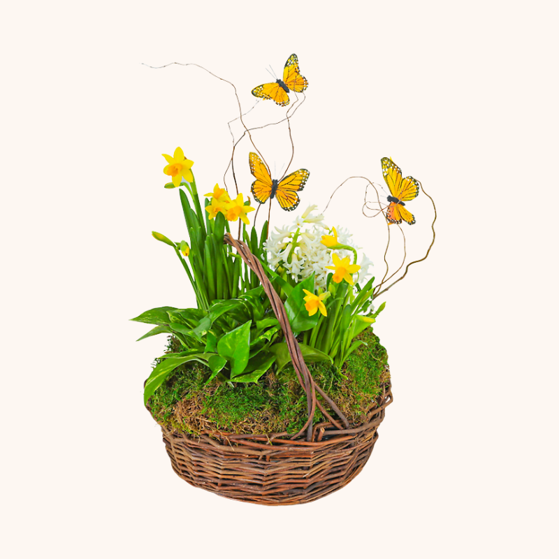 Spring Plants with Butterflies