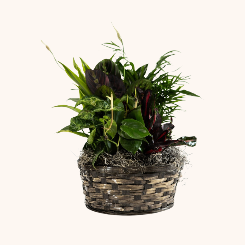 Dish Garden in Wicker