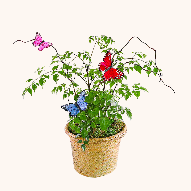 Butterfly China Doll Plant in Basket