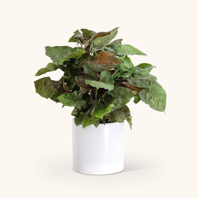 Arrowhead Plant