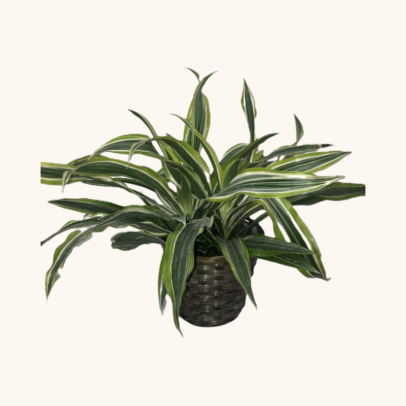 Dracaena Lemon Lime Plant