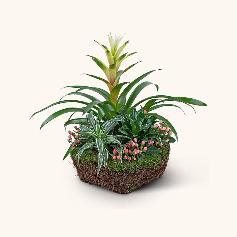 Bromeliad Comfort Planter